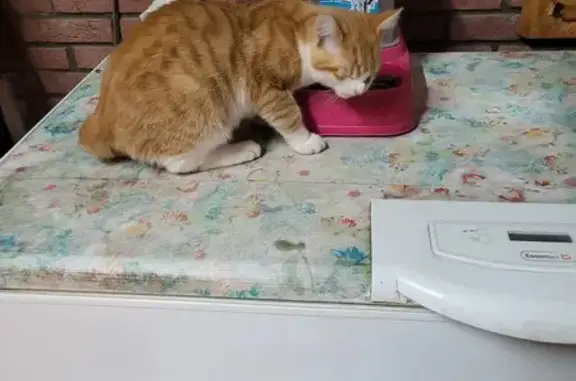 Chat trouvé Le Gua, photo: Chaton orange et blanc trouvé au Gua