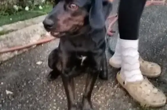 Chien trouvé Plounévézel, photo: Chien trouvé, noir/marron, sans puce