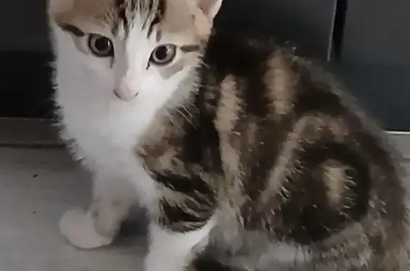 Chat européen perdu à Tonnay-Charente - photo
