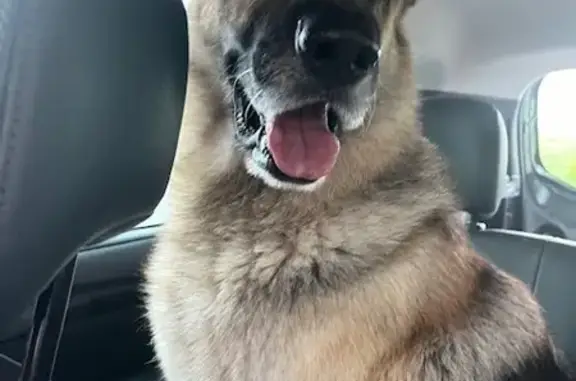 Animaux trouvés , photo: Chiens marron trouvés près de Sémelay