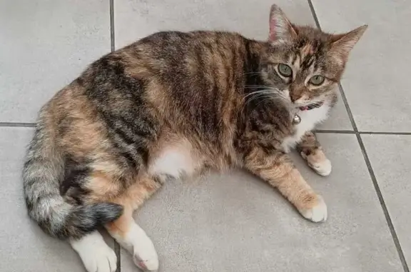 Help Find Milky: Elderly Cat Missing!