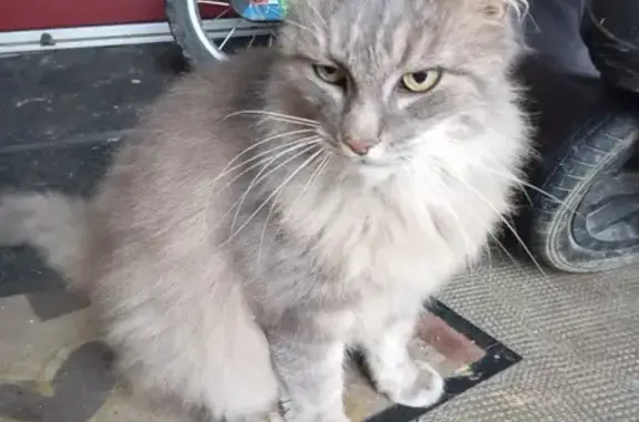 Chat trouvé à Romagné, Rue de Fougères - photo
