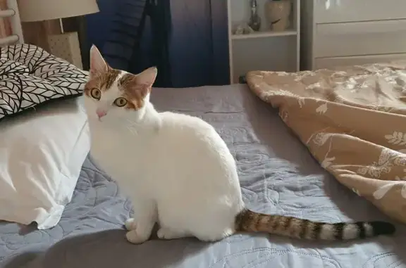 Chat mâle blanc trouvé à Roanne - photo