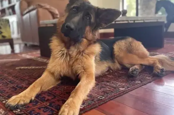Chien perdu , photo : Chienne berger allemand perdue à La Cassagne