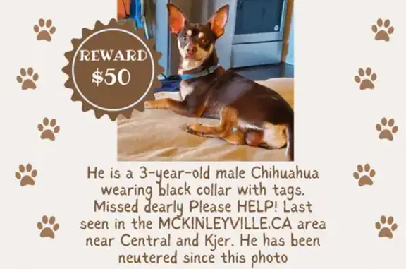 Lost Chihuahua: Kjer Rd, McKinleyville