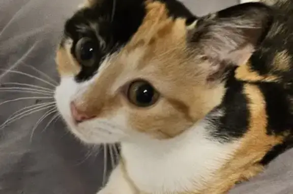 Animaux perdus Montchanin, photo: Chatte tricolore perdue à Montchanin