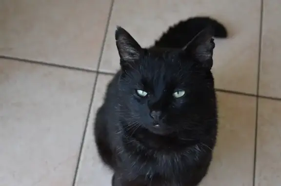 Animaux perdus Clairvaux-les-Lacs, photo: Chat Cooky perdu à Clairvaux-les-Lacs