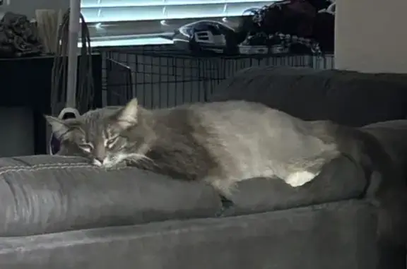 Lost Cat: Grey & White Maine Coon Mix