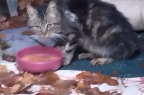 Chat tigré blessé avec collier orange trouvé - photo