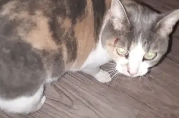 Chat trouvé Questembert, photo: Chatte tricolore trouvée à Questembert