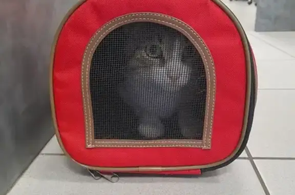 Chat trouvé Grand-Fougeray, photo: Chat mâle gris-blanc cherche foyer aimant