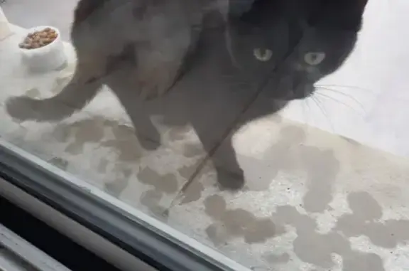 Jeune chat noir trouvé à Verneuil-sur-Vienne - photo