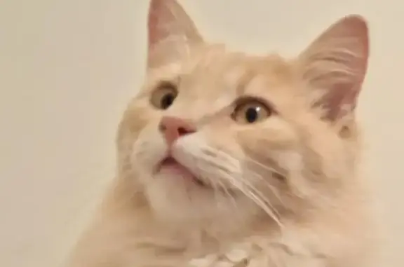 Chat perdu, , photo: Chat européen crème perdu à Pamplie