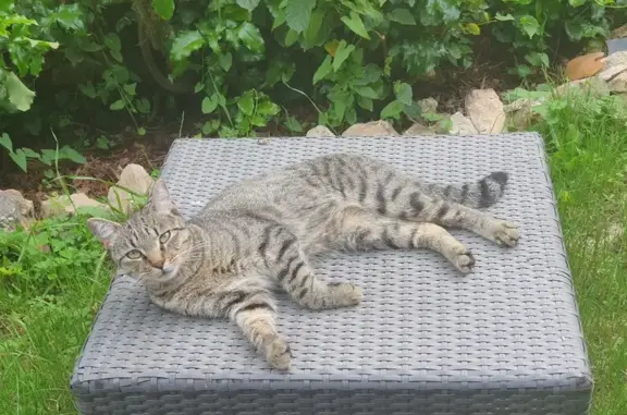 Animaux perdus Brive-la-Gaillarde, photo: Chat tigré Tao perdu à Brive-la-Gaillarde