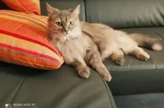 Animaux perdus Saint-Étienne, photo: Chat femelle 10 ans disparue à Saint-Étienne