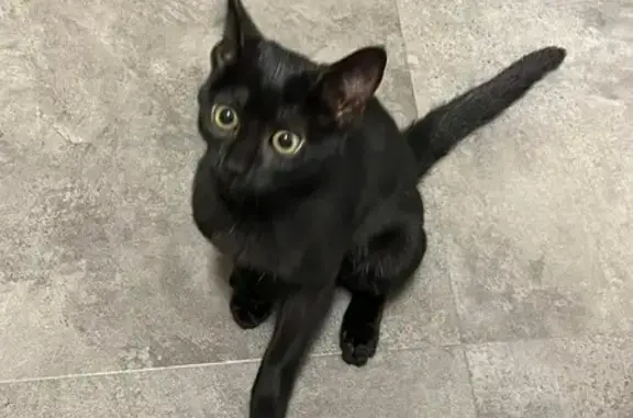Chaton femelle sociable trouvé à Mâcon - photo