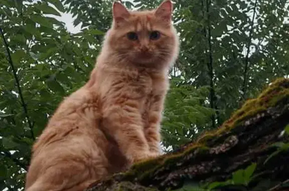 Chat perdu, Nîmes, photo: Chat disparu Fille, Nîmes (fl534499)