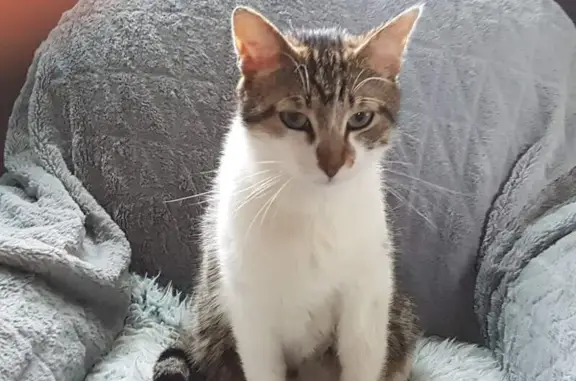 Chat perdu, Bergerac, photo: Chat disparu Garçon, Bergerac (fl534501)