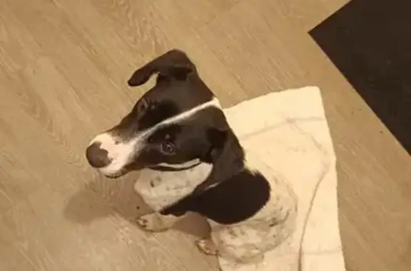 Chienne trouvée à Buironfosse - photo