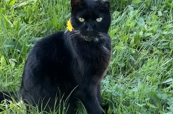 Missing Black Cat in Santa Rosa Area