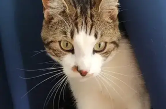 Animaux perdus Rémilly, photo: Chat tabby perdu à Rémilly depuis lundi