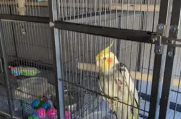 Lost Tame Cockatiel - Wyndham...