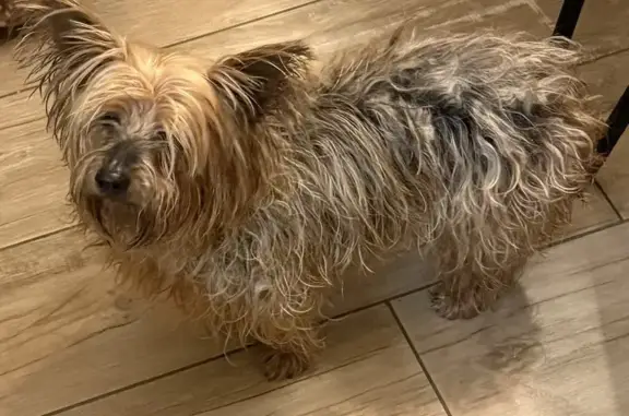 Chien trouvé: Yorkshire 12 ans, Hedi - photo