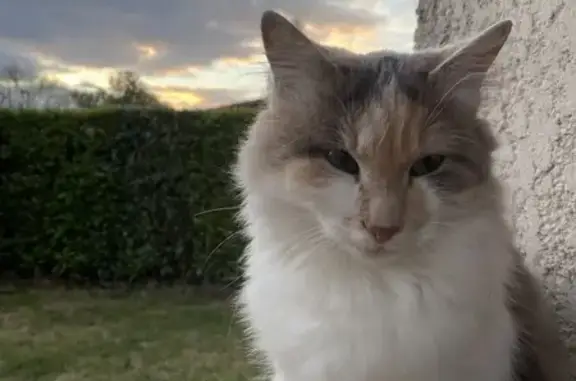 Chat craintif perdu à Viriat - photo