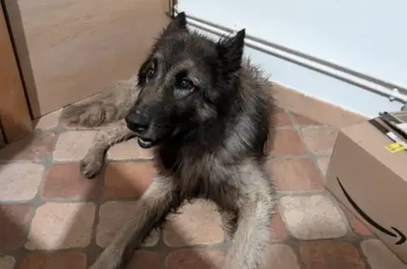 Chien berger gris trouvé à Saint-Clair - photo