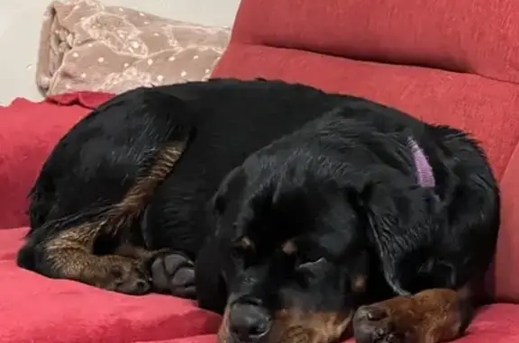 Chienne Rottweiler trouvée avec collier violet - photo
