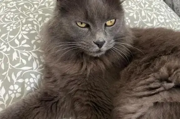 Chat perdu à Perpignan, contactez-nous ! - photo