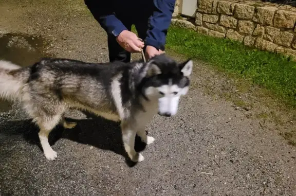 Animaux trouvés Plouhinec, photo: Jeune husky noir et blanc trouvé à Plouhinec