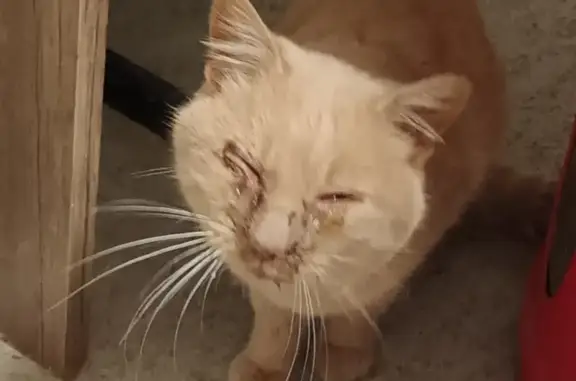 Chat marron/roux malade trouvé à Gondrin - photo