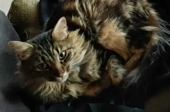 Animaux perdus , photo: Chat tigré perdu à Villages du Lac