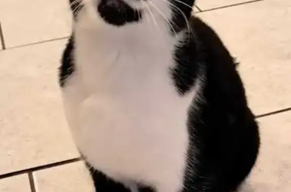Chat noir et blanc trouvé à Forbach - photo