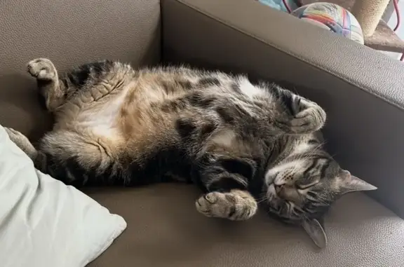 Chat tigré Grigri disparu à Treffléan - photo