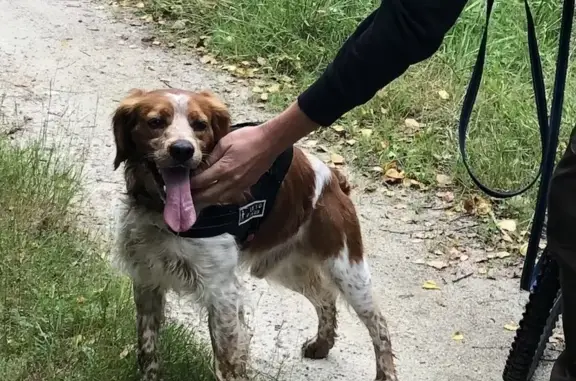 Chien perdu , photo : Riquet, Épagneul breton perdu à Chepniers