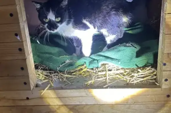 Chat trouvé , photo: Chat noir et blanc trouvé à Tincry