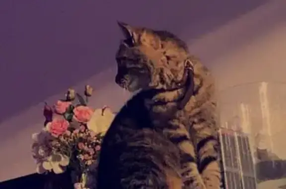 Chat perdu, , photo: Chatte tigrée perdue à Pierreclos