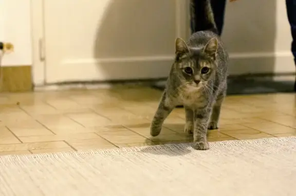 Chatte grise trouvée à Chailland - photo