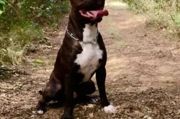 Chien perdu , photo : Chien perdu route de Sauve, Parignargues