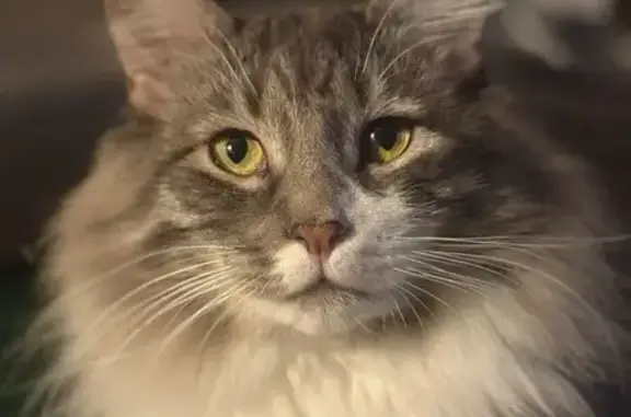 Lost Grey & White Maine Coon on Springside