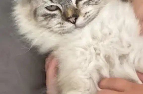 Lost Ragdoll Cat in Simi Valle...