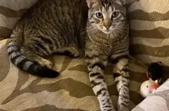 Help Find Max: Missing Tabby i...