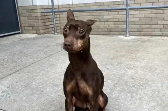 Found: Sweet Miniature Pinscher, Loki