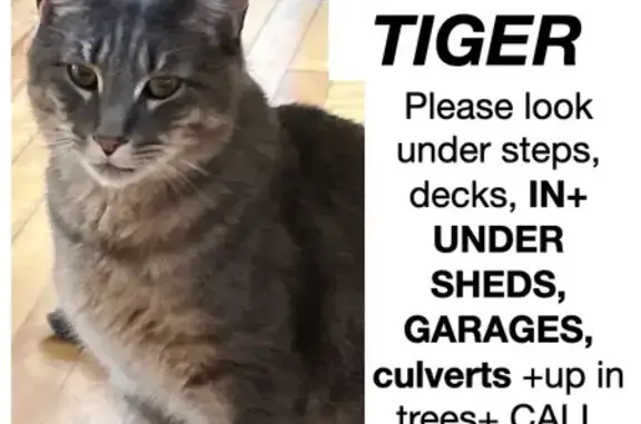 Missing Gray Tabby in College...