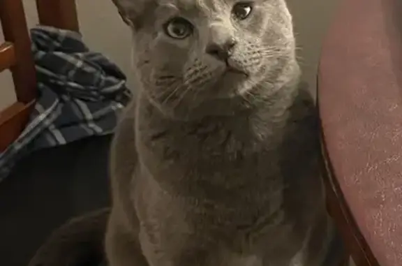 Lost Grey Cat on North 19th Av...