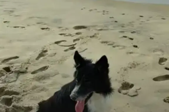 Animaux perdus , photo: Border collie aveugle perdu à Montrem