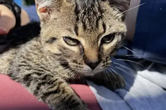 Sweet Tabby Kitten Found in Norcross