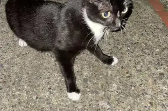 Chaton trouvé à Toulouse, Patte d'Oie - photo